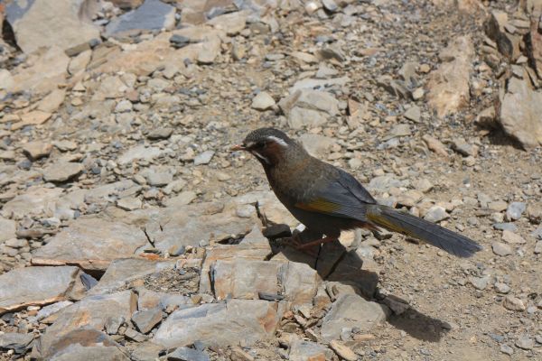 合歡山群峰(尖山) 石門山(北峰)哈哈山140644