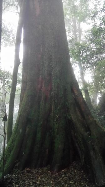 北得拉曼山登山步道神木區及內鳥嘴山連走356781