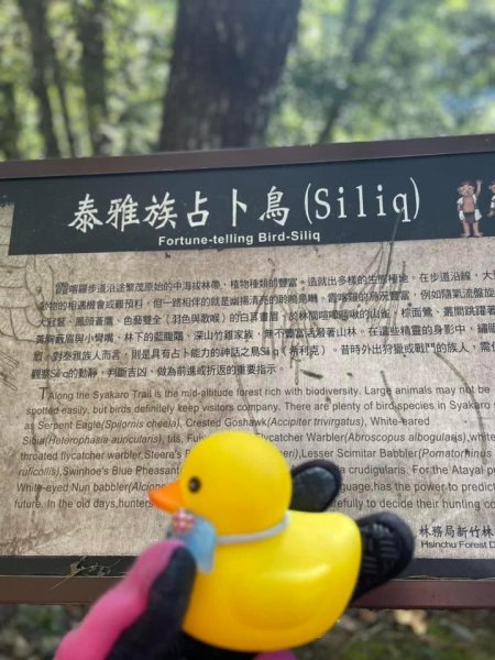 2022霞喀羅古道精華段/養老-白石吊橋賞🍁楓趣1970450