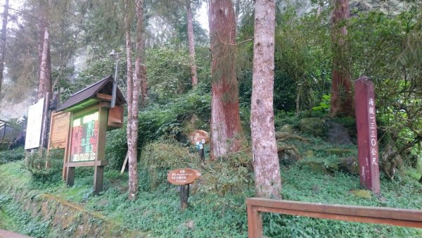 溪頭天文台登山步道、神木步道1523948