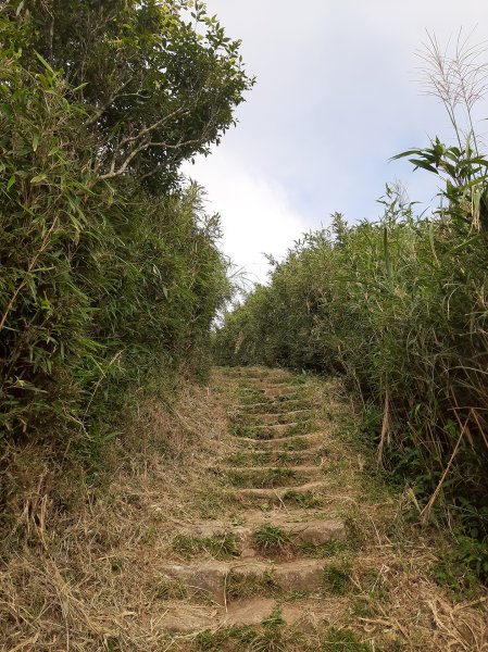 秋風舒爽芒花開〡大雨限定綠色精靈仙女蝦696028