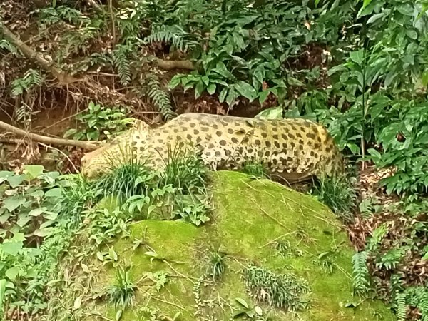 金山獅頭山公園入口、汐止新山夢湖2096708