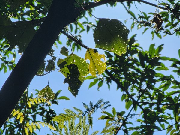 小百岳No.10⛰五分山2883143