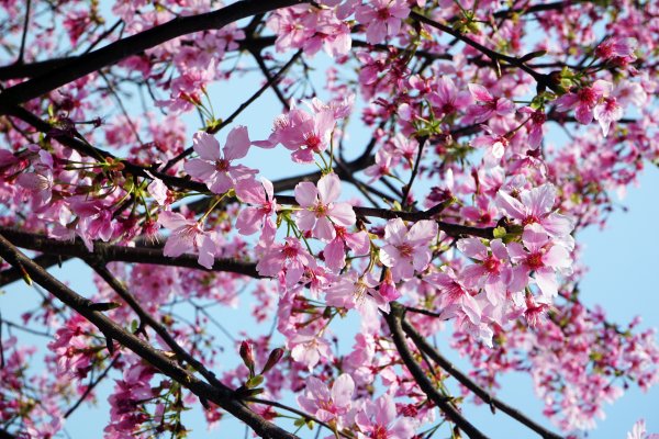 桃花源、三生的浪漫1642342