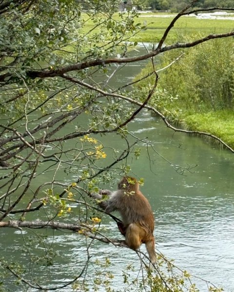 西藏♥️可愛動物🐎人物寫真/拉薩旅拍/美食2902957