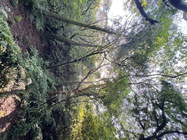 小觀音西峰 二子坪步道 小油坑山3129473