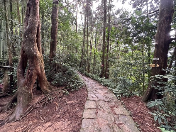 陡上陡下的溪頭鳳凰山1872921