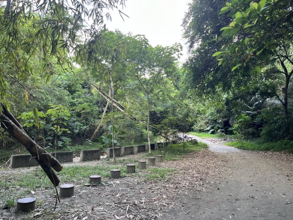 [百山百鳥尋旅-04/15] 2025_0817 龍過脈森林步道2863234