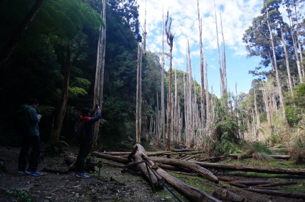 金柑樹山、忘憂森林步道