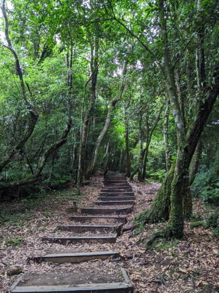 東眼山國家森林遊樂區1056019