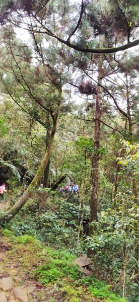 鵲子山步道 小百岳1304402