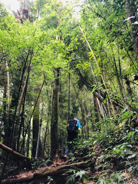 1090718嶺頭山金柑樹山忘憂森林1037376