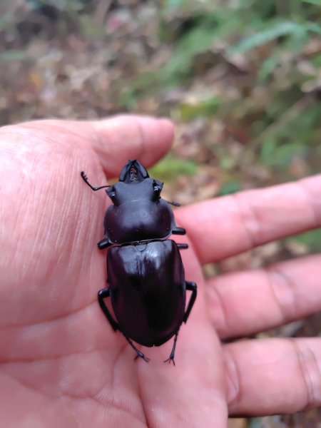 南東眼山連走有勝山2918709
