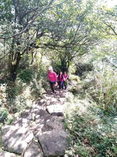 1081215陽明山主，東峰O型走走散步776226