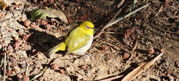 2025/11/09-青青草原步道2933448