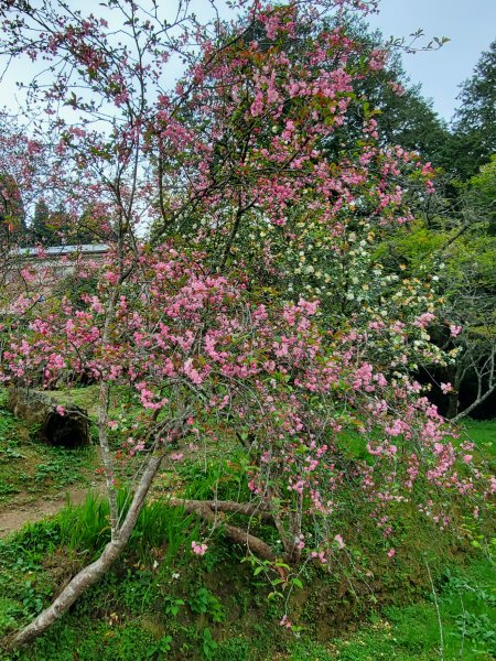 阿里山大塔山899519