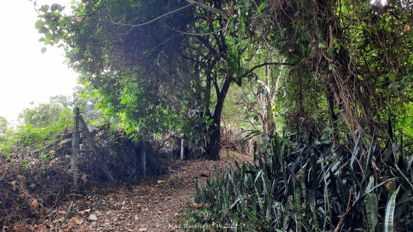 《彰化》果園古道｜廣天宮隴頂古道到鳳山寺O繞202509142884028