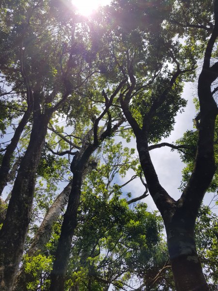 復興三尖之那結山1423087