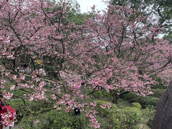 山仔頂步道2708426