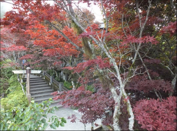 【宜蘭】太平山中央階梯紫葉槭