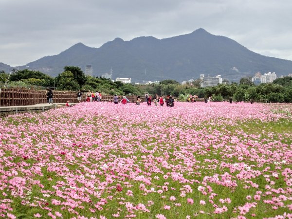 2020愛戀關渡, 花現幸福1189773