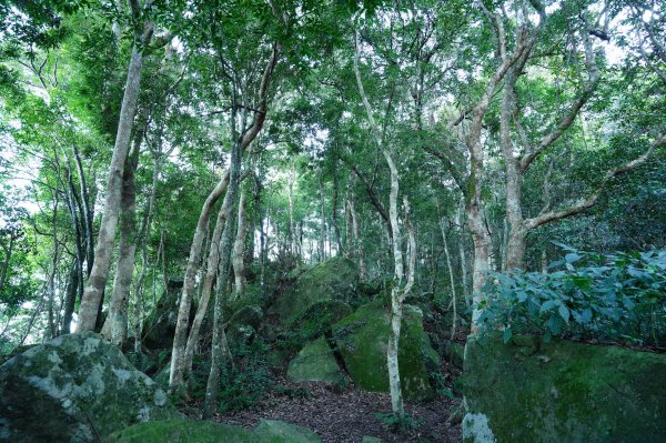 新竹 五峰 油羅山2654140