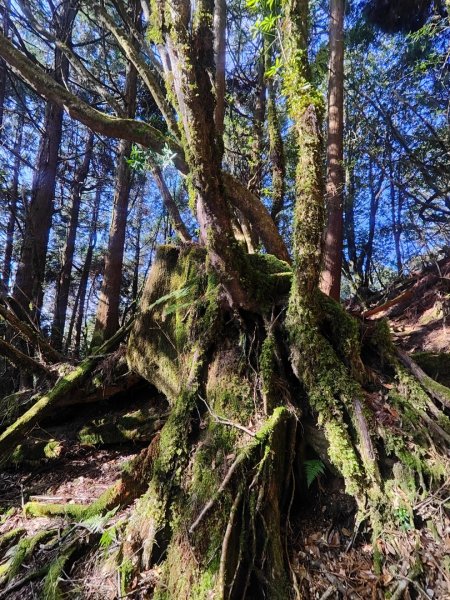 特富野古道>東水西峰>東水山>玉兒山>特富野古道（逆O)2743785