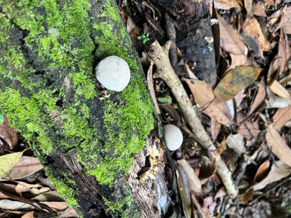 雪見大板根2877623