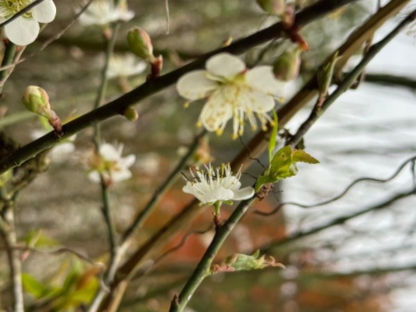 登峰古圳訪高頂山 北五指山 出荷蘭古道 快閃聖人瀑布2981999