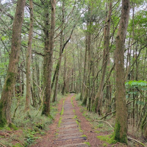 阿里山國家森林遊樂區2549522