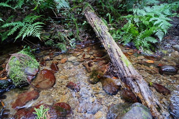 新竹關西鎮 水田林道之貴妃&那結山連走1539753