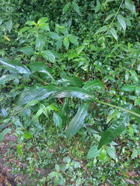 再訪雙林山、杜仔湖步道、雙子山2817921