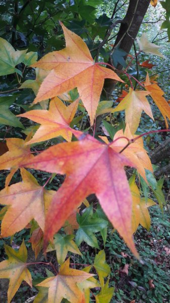 楓之谷~天巒池~武法奈尾山497558