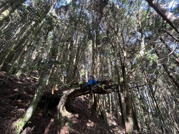 【樂山林道】鐵道遺跡、尤命神木、鹿坑山1650758