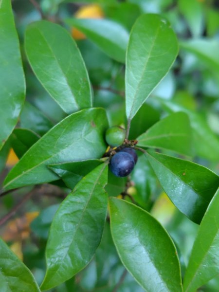 唐麻丹山 蝴蝶谷2918787