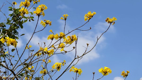 #西龍巖寺 #八里療養院 #黃花風鈴木 #青帶鳳蝶 #虎山 #101大樓  3/133014394