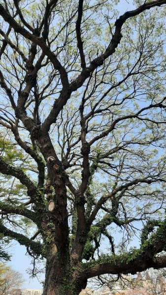 《台中》苦楝樹王｜潮洋溪惠來溪步道生態之旅202303-042124115