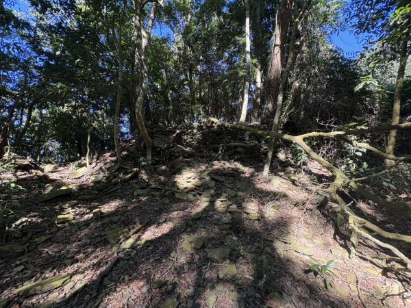 20251116鳴海山、網子山登山步道2938351