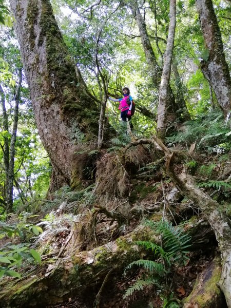 花蓮秀林~巨木森林。#86小百岳卡拉寶山1035552