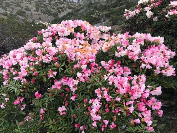 202505八大秀2874062