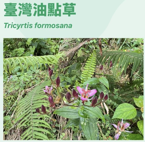 太元宮-關西玉山前-玉山/南柯山-東獅頭山/赤柯山南峰-赤柯山-太元宮 O繞2958079