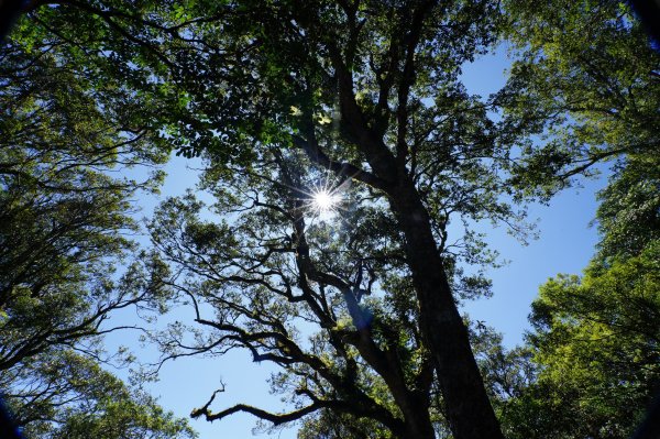 新竹 尖石 屯野生台山、石麻達山、錦屏山2904292