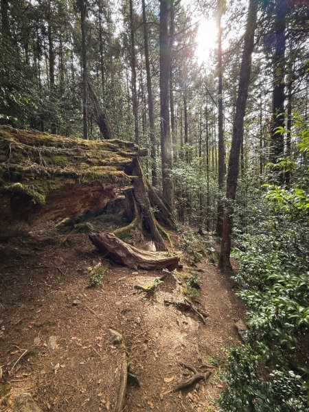 鳶嘴稍來步道賞楓季 ，大雪山門票優惠到12/31！2969554