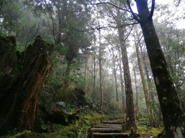 20210307宜蘭太平山翠峰湖環山步道1625954