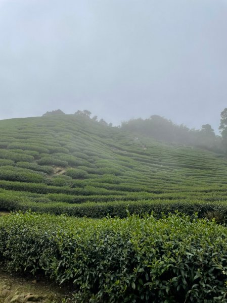 小百岳(57)-梨子腳山-202111141707247