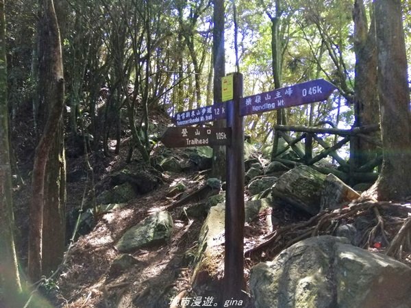 【台中。和平】綠蔭杉林大口森呼吸。 橫嶺山自然步道x橫嶺山主峰1497939