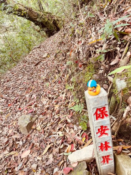 山車廣山.福巴越嶺O-神木群-水晶蘭-根結蘭2756333