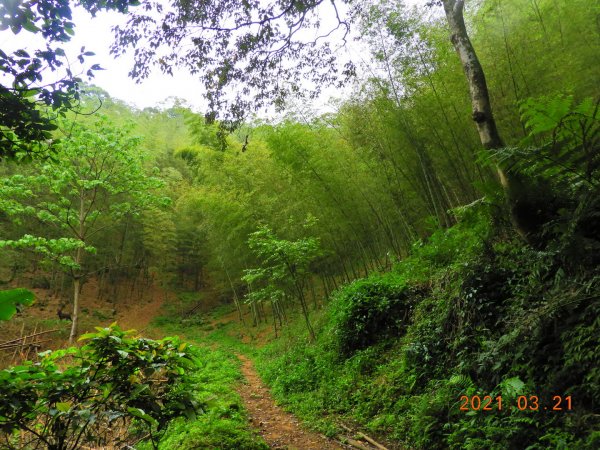 桃園 大溪 金面山、金山面山1315342