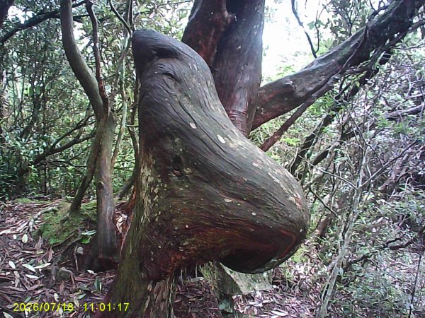 大雪山林道橫嶺山步道、橫嶺山、沙蓮山、笛吹山O繞3090398