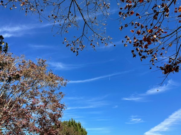 馬那邦山賞楓趣1549606